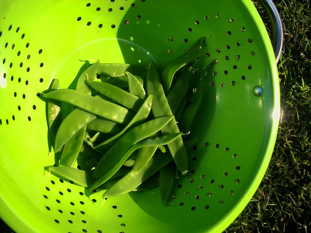 Snow Peas (Mangetout)