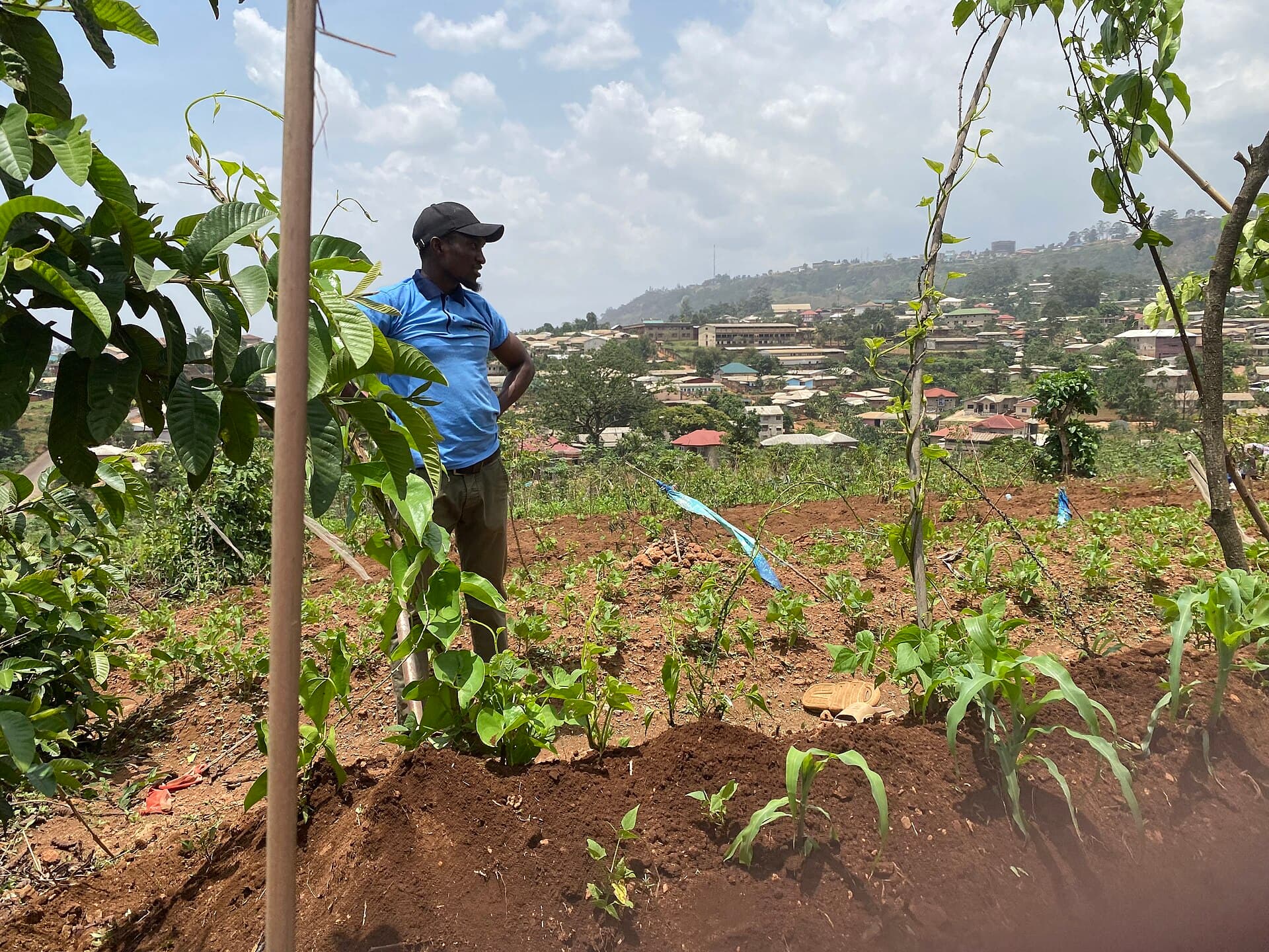 A farmer tending mixed crops in a Rwandan field