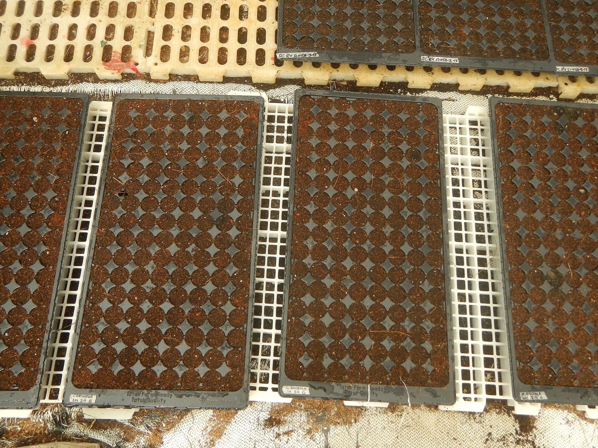 Rows of seedling trays at an agricultural research nursery