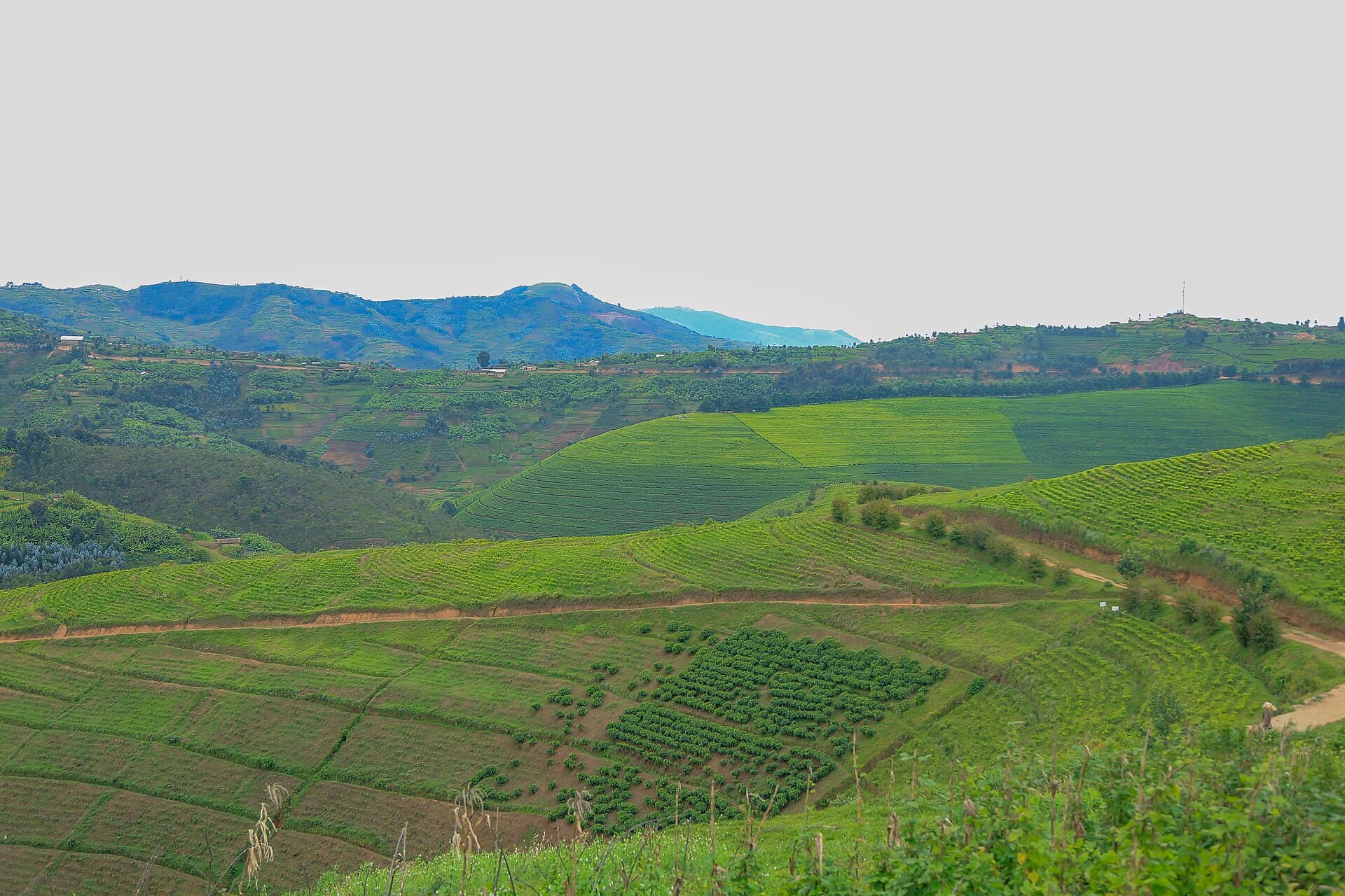 Terraced tea plantations on the green hills of Rwanda