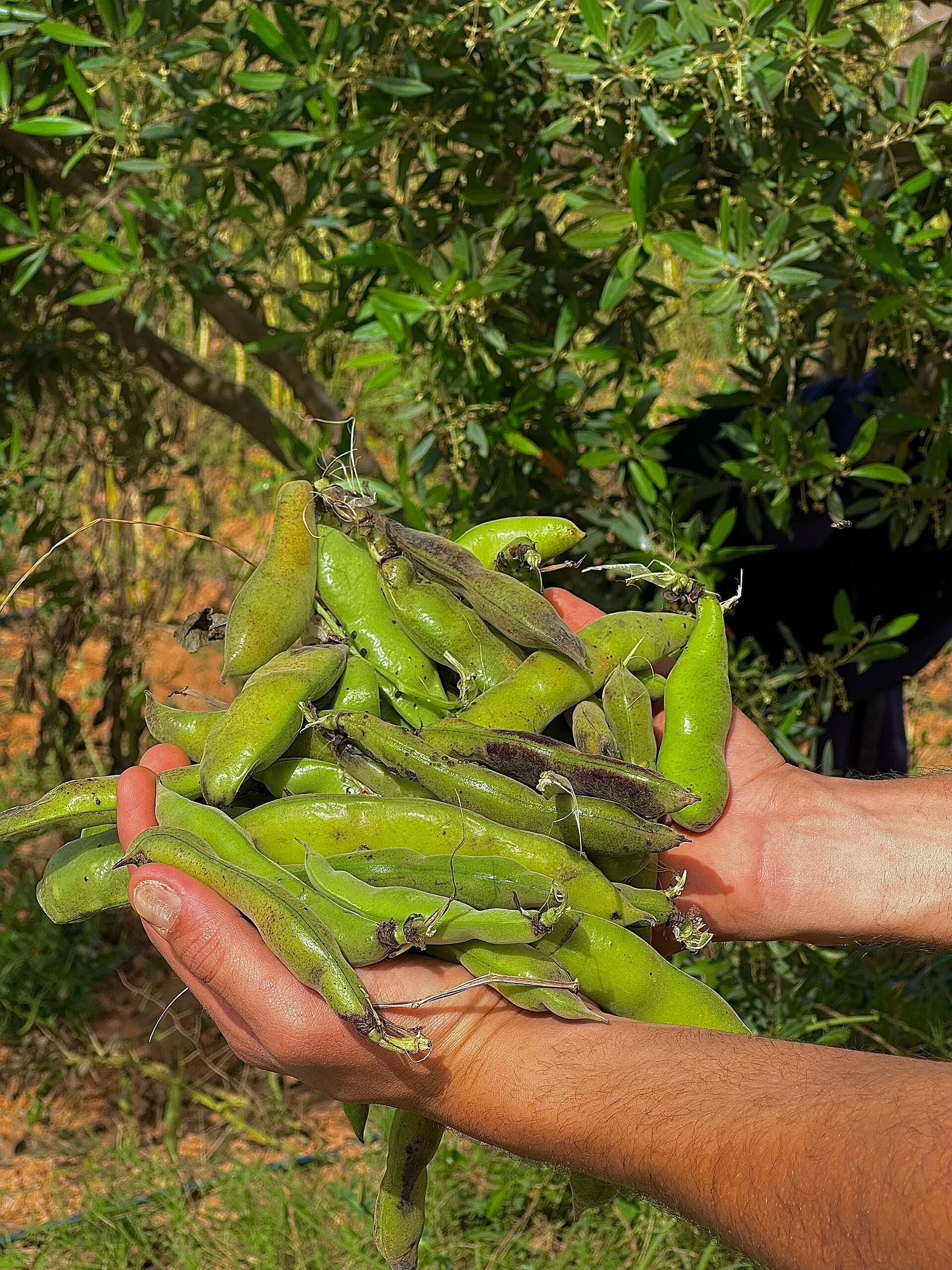 French Beans