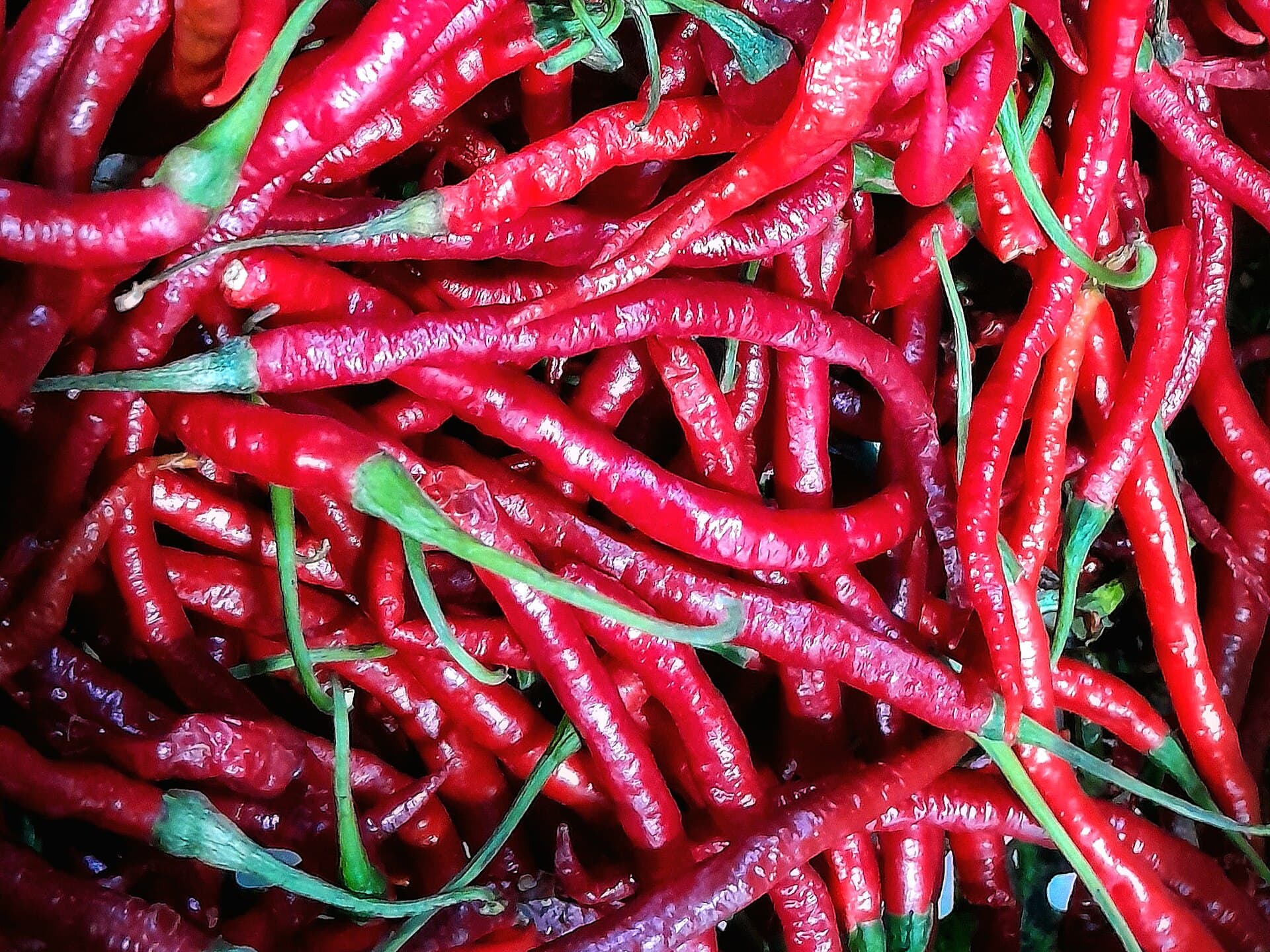 Red Bird Eye Chilli