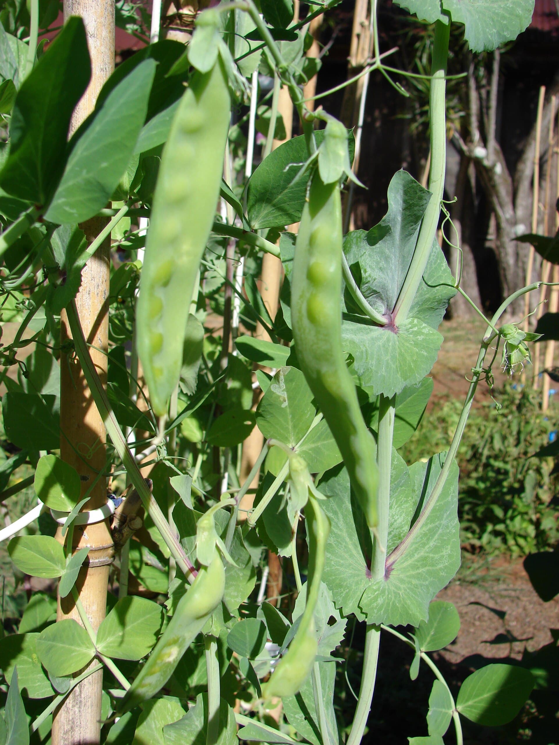 Sugar Snaps