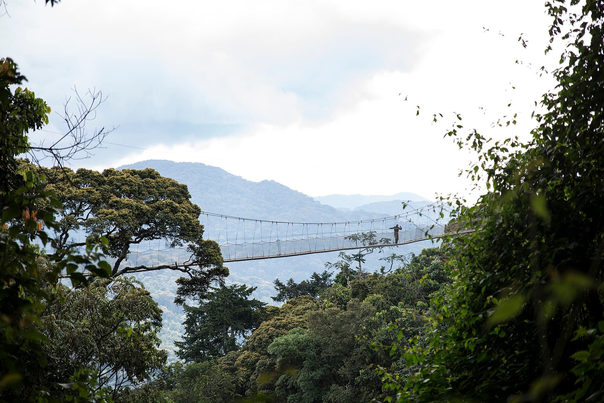 Canopy walkway through Nyungwe rainforest, Rwanda
